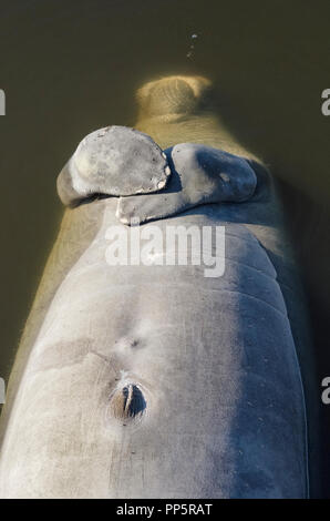 A young West Indian manatee floats on its back with flippers crossed after dying as the result of a hazardous 'red tide' in the murky Intracoastal Waterway along the Gulf of Mexico at Osprey in Sarasota County on the west coast of Florida, USA. A red tide is a higher-than-normal concentration of a microscopic algae that produces toxic chemicals harmful to both marine life and humans. 2018 was an especially deadly year for manatees, sea turtles, dolphins and fish. This aquatic mammal, also known as a sea cow, was temporarily roped to a pier piling until scientists collected the body for study. Stock Photo