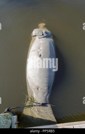 A young West Indian manatee floats on its back with flippers crossed after dying as the result of a hazardous 'red tide' in the murky Intracoastal Waterway along the Gulf of Mexico at Osprey in Sarasota County on the west coast of Florida, USA. A red tide is a higher-than-normal concentration of a microscopic algae that produces toxic chemicals harmful to both marine life and humans. 2018 was an especially deadly year for manatees, sea turtles, dolphins and fish. This aquatic mammal, also known as a sea cow, was temporarily roped to a pier piling until scientists collected the body for study. Stock Photo