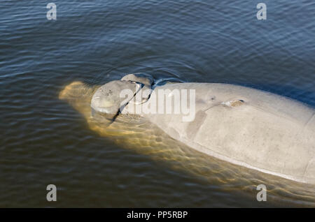 A young West Indian manatee floats on its back with flippers crossed after dying as the result of a hazardous 'red tide' in the murky Intracoastal Waterway along the Gulf of Mexico at Osprey in Sarasota County on the west coast of Florida, USA. A red tide is a higher-than-normal concentration of a microscopic algae that produces toxic chemicals harmful to both marine life and humans. 2018 was an especially deadly year for manatees, sea turtles, dolphins and fish. This aquatic mammal, also known as a sea cow, was temporarily roped to a pier piling until scientists collected the body for study. Stock Photo