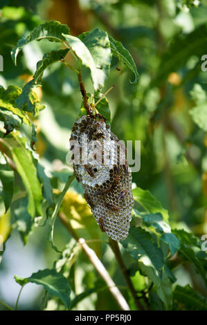 Common Paper Wasp (Polistes exclamans) and nest hanging in a tree, Sierra de San Juan Cosala, Jalisco, Mexico Stock Photo
