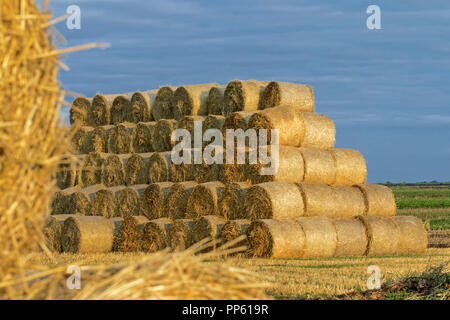 Stack of round hay-bales, Cambridgeshire, England Stock Photo