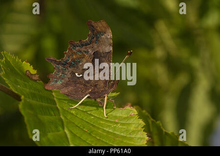 Comma butterfly (Polygonia c-album) resting with wings closed, Cambridgeshire, England Stock Photo