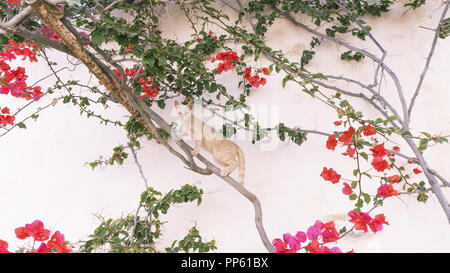 Cat redhead on a bougainvillea vine against a white wall background. Greek island Stock Photo