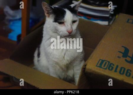 A cute white cat with black spots poses for the camera like a model in a cardboard box Stock Photo