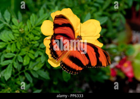 Orange Tiger Butterfly (Dryadula phaetusa), Boise City Zoo Butterfly Exhibit Stock Photo