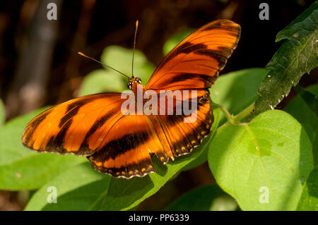 Orange Tiger Butterfly (Dryadula phaetusa), Boise City Zoo Butterfly Exhibit Stock Photo