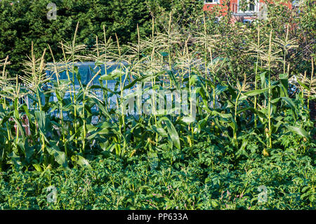 Potatoes and Sweet Corn growing on an allotment. Stock Photo