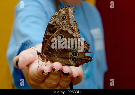 Ventral view of Blue morpho butterfly (Morpho peleides) in girl's hand in a butterfly display at the Boise City Zoo in Boise Idaho Stock Photo