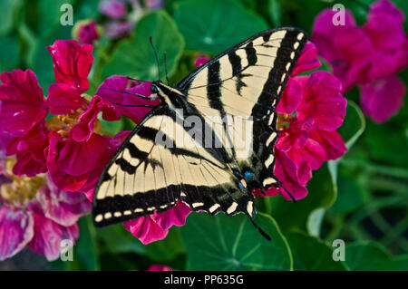 Western tiger swallowtail (Papilio rutulus) on nasturtium Stock Photo
