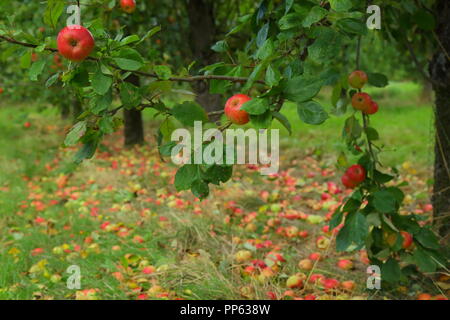 Wind fallen cider apple in orchard in Somerset Stock Photo