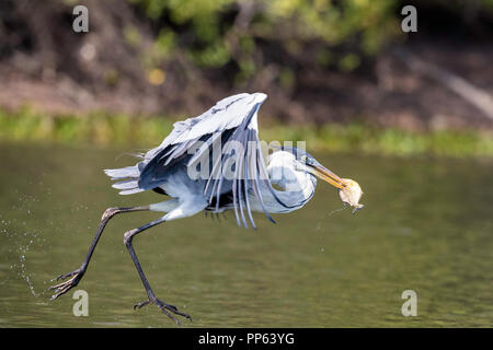 An adult cocoi heron, Ardea cocoi, fishing. Pousado Rio Claro, Mato Grosso, Brazil. Stock Photo