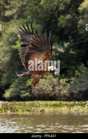 An adult black-collared hawk, Busarellus nigricollis, in flight over river at Pousado Rio Claro, Mato Grosso, Brazil. Stock Photo