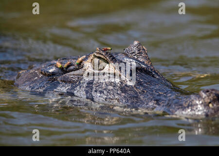 Adult yacare caiman (Caiman yacare), portriat with flies, Pousado Rio Claro, Mato Grosso, Pantanal, Brazil. Stock Photo