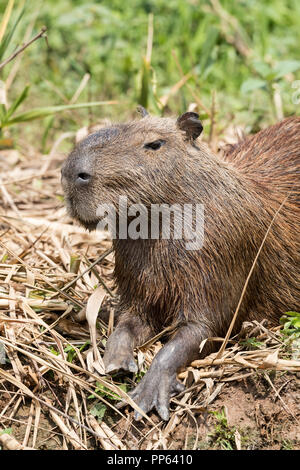 Capybara, (Hydrochoerus hydrochaeris), portrait, Porto Jofre, Mato Grosso, Pantanal, Brazil. Stock Photo