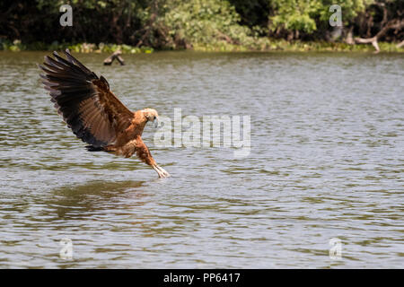 An adult black-collared hawk, Busarellus nigricollis, fishing at Pousado Rio Claro, Mato Grosso, Brazil. Stock Photo