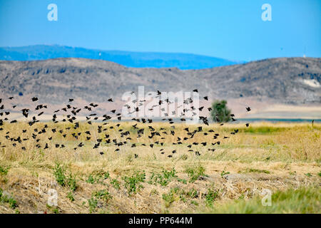Flock of Red-Winged Blackbirds Stock Photo