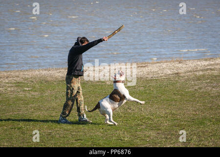 RUSSIA, TAGANROG, 08 MARCH 2016: Guy throws a stick to the white pitbull, so that he brings it to the owner Stock Photo