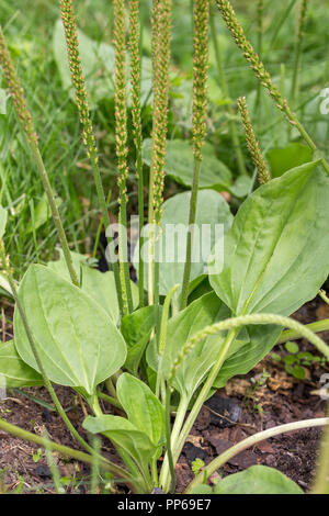Plantain flowering plant with green leaf. Plantago major broadleaf plantain, white man's foot or greater plantain. Stock Photo