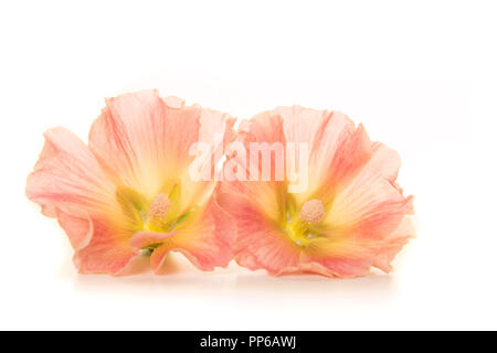 Two Roses With Stem Two white hollyhock flowers blooming on the stem in outdoor sunlight ...