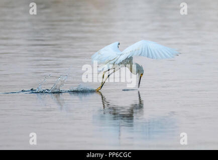 A snowy egret, Egretta thule, is about to snatch up its prey. Stock Photo