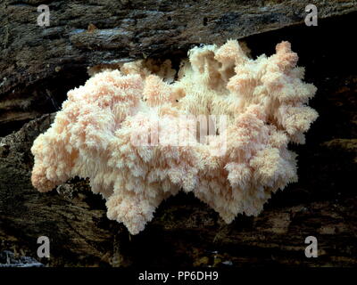 Hericium Americanum - Young Lion's Mane / Pom Pom Mushroom Stock Photo