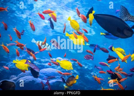Tropical reef with a rainbow assortment of colorful fish at the Georgia Aquarium in downtown Atlanta, Georgia. (USA) Stock Photo