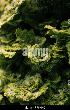 Close up of Chamaecyparis obtusa ‘Nana Lutea’ cypress tree. Stock Photo