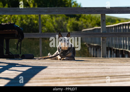 Lazy dog napping in the sun on a fishing dog over a prairie lake Stock Photo