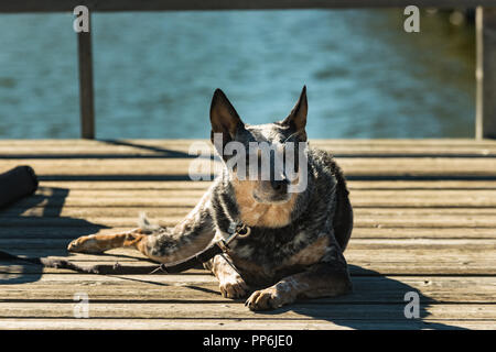 Lazy dog napping in the sun on a fishing dog over a prairie lake Stock Photo