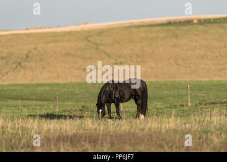 Black horse grazing on spring grass in a pasture in rural Alberta, Canada Stock Photo