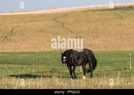 Black horse grazing on spring grass in a pasture in rural Alberta, Canada Stock Photo