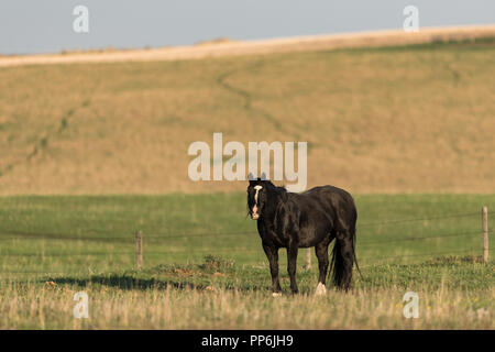 Black horse grazing on spring grass in a pasture in rural Alberta, Canada Stock Photo