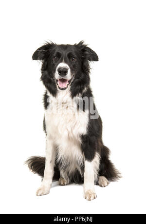Border Collie dog sitting looking at camera isolated on a white background Stock Photo