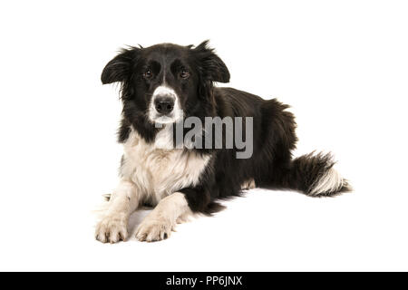 Border collie dog lying down looking at the camera isolated on a white background Stock Photo