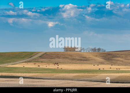 Beautiful scenery of rural farmland with planted crops and grazing cattle on a hot spring day under cloudy blue skies. Stock Photo