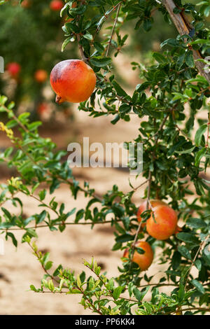 Close up of ripe and ready to pick grapefruit hanging on bush. Tropical climate, south of Spain. Stock Photo