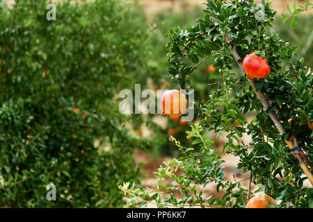 Close up of ripe and ready to pick grapefruit hanging on bush. Tropical climate, south of Spain. Stock Photo