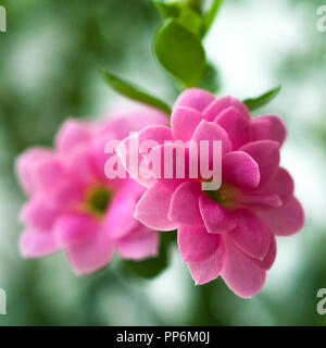 Macro view of pink Kalanchoe flowers on a window sill