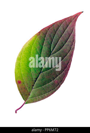 Siberian dogwood (Cornus alba) leaf in autumn colors. Isolated on white background. Stock Photo