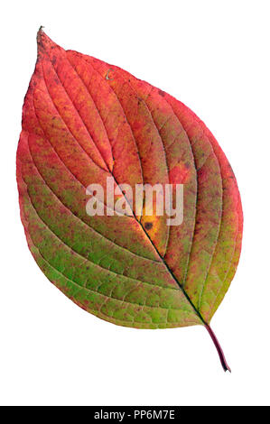 Siberian dogwood (Cornus alba) leaf in autumn colors. Isolated on white background. Stock Photo