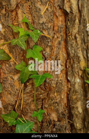 Green ivy growing on tree trunk with copy space Stock Photo