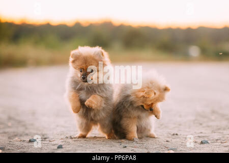 Two Young Happy Playful Puppies Pomeranian Spitz Dog Play Together Outdoor In Sandy Countryside Road. Stock Photo