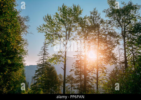 Sunset Or Sunrise In Summer Mountains Forest Landscape. Sun Sunshine With Sunlight Through Woods Trees In Morning. Beautiful Scenic View. European Nat Stock Photo