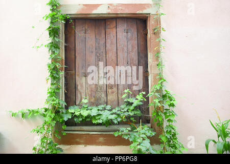 window with creeping green ivy vine Stock Photo