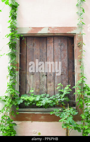 window with creeping green ivy vine Stock Photo