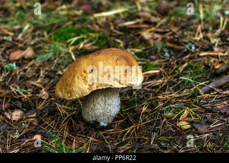 White mushroom boletus growing alone in the forest on the ground covered with turf moss and grass strewn with tree needles. Stock Photo