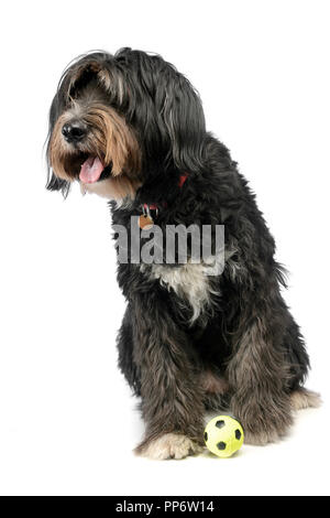 mixed breed dog playing with ball in a white studio Stock Photo