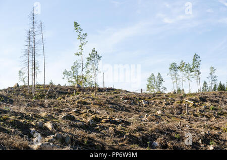Renewable resources, a clear cut forest are Stock Photo