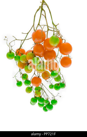 A cluster of cherry tomatoes on a branch with some red ripe and green still ripening Stock Photo