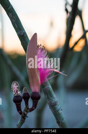 Pseudobombax ellipticum, Pink Shaving Bush tree from Yucatan, Mexico Stock Photo